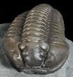 Detailed, Flexicalymene Trilobite - Ohio #57844-2